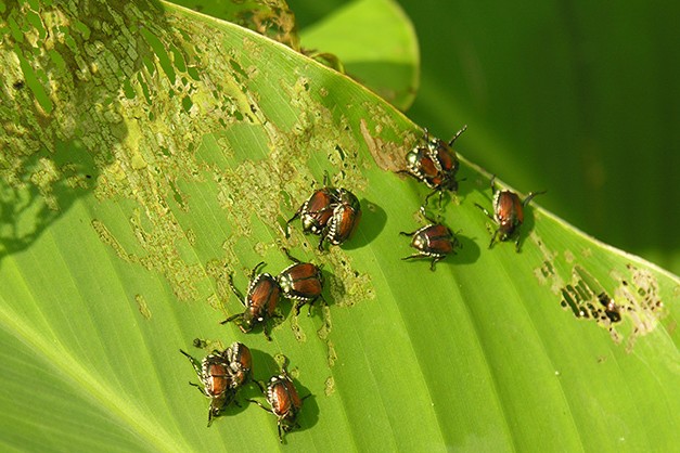 Natural Garden Pest Control