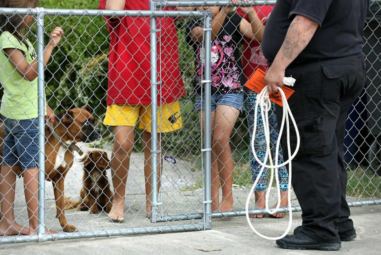 Animal Control in San Antonio: The Role of Technology in Enhancing Efforts