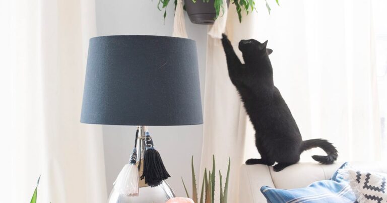 13 Cat-Safe Home Decor Options